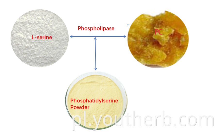 phosphatidylserine powder bulk